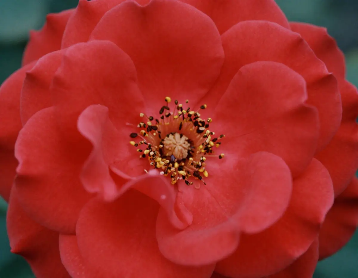 Blooming roses showcasing beauty and timeless elegance