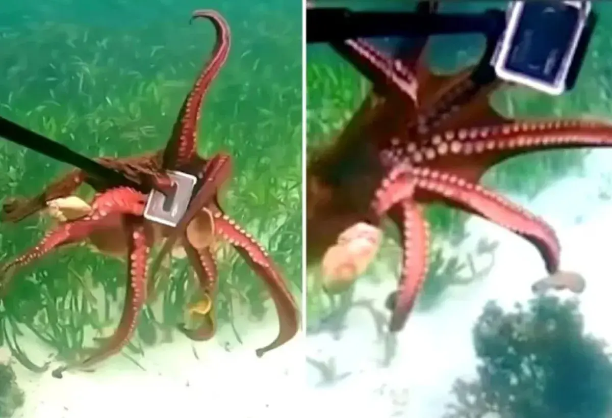 Diver fights off octopus over GoPro