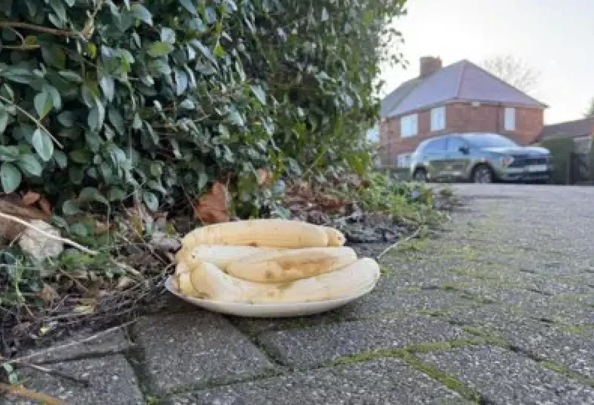 Mysterious plates of peeled bananas appear monthly