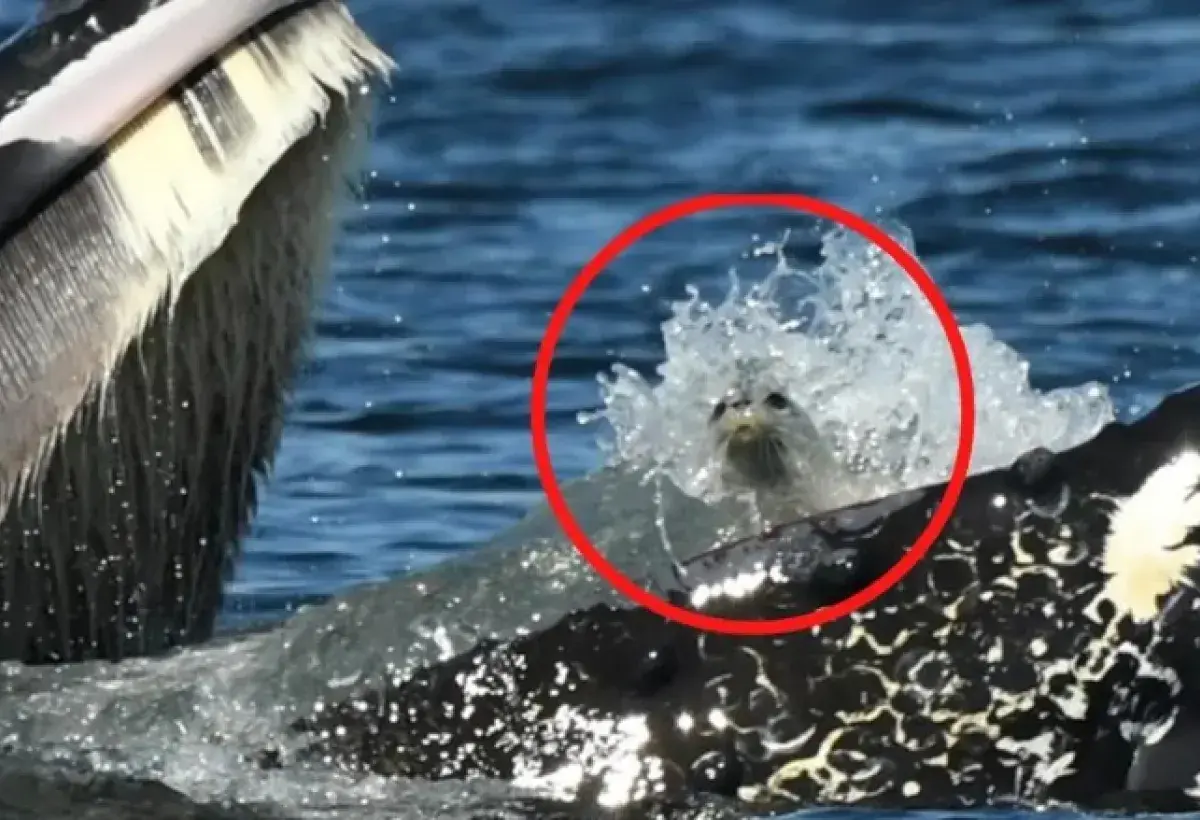 Seal trapped in a humpback whale’s mouth