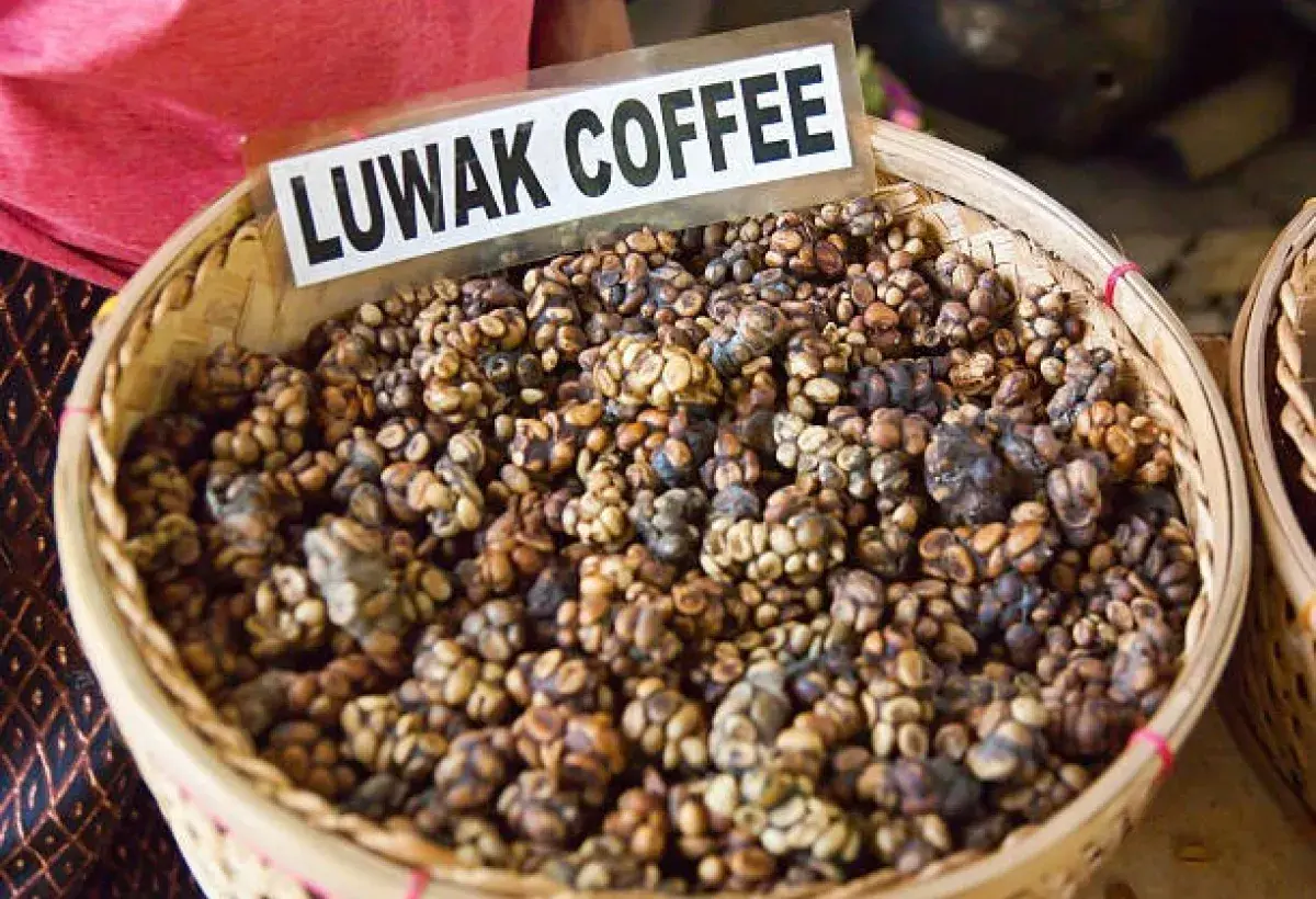 The World’s Most Expensive Coffee Comes from Animal Poop