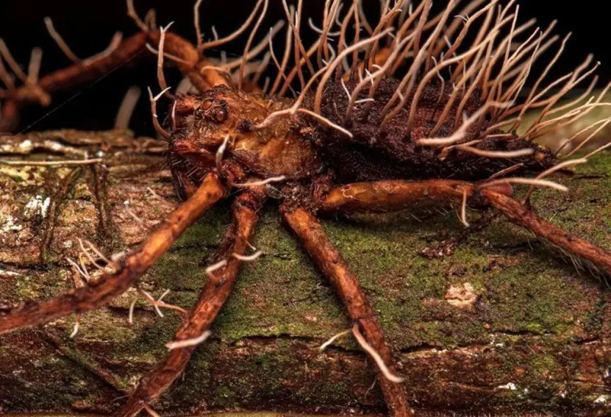 Zombie‑like spiders invade Irish castle ruins