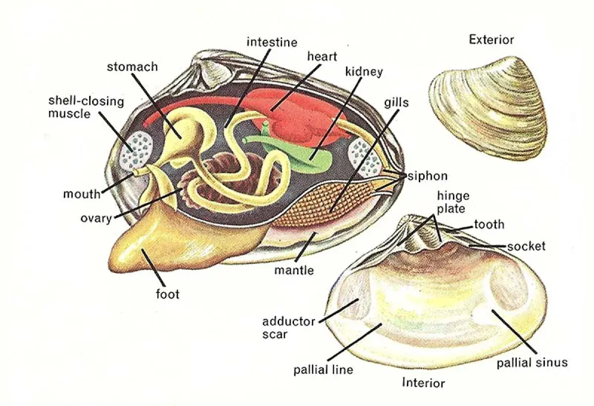 Diagram showing the internal anatomy of a little neck clam