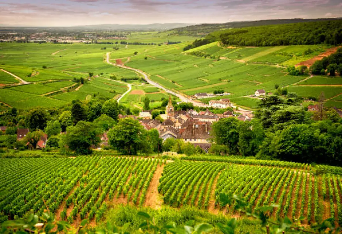 green vineyards in Champagne region of France