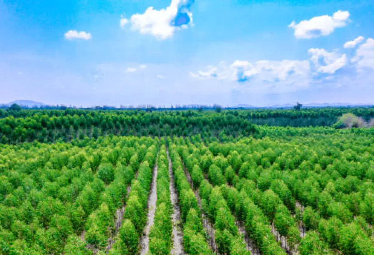 Replanted timber forest managed for sustainable lumber production
