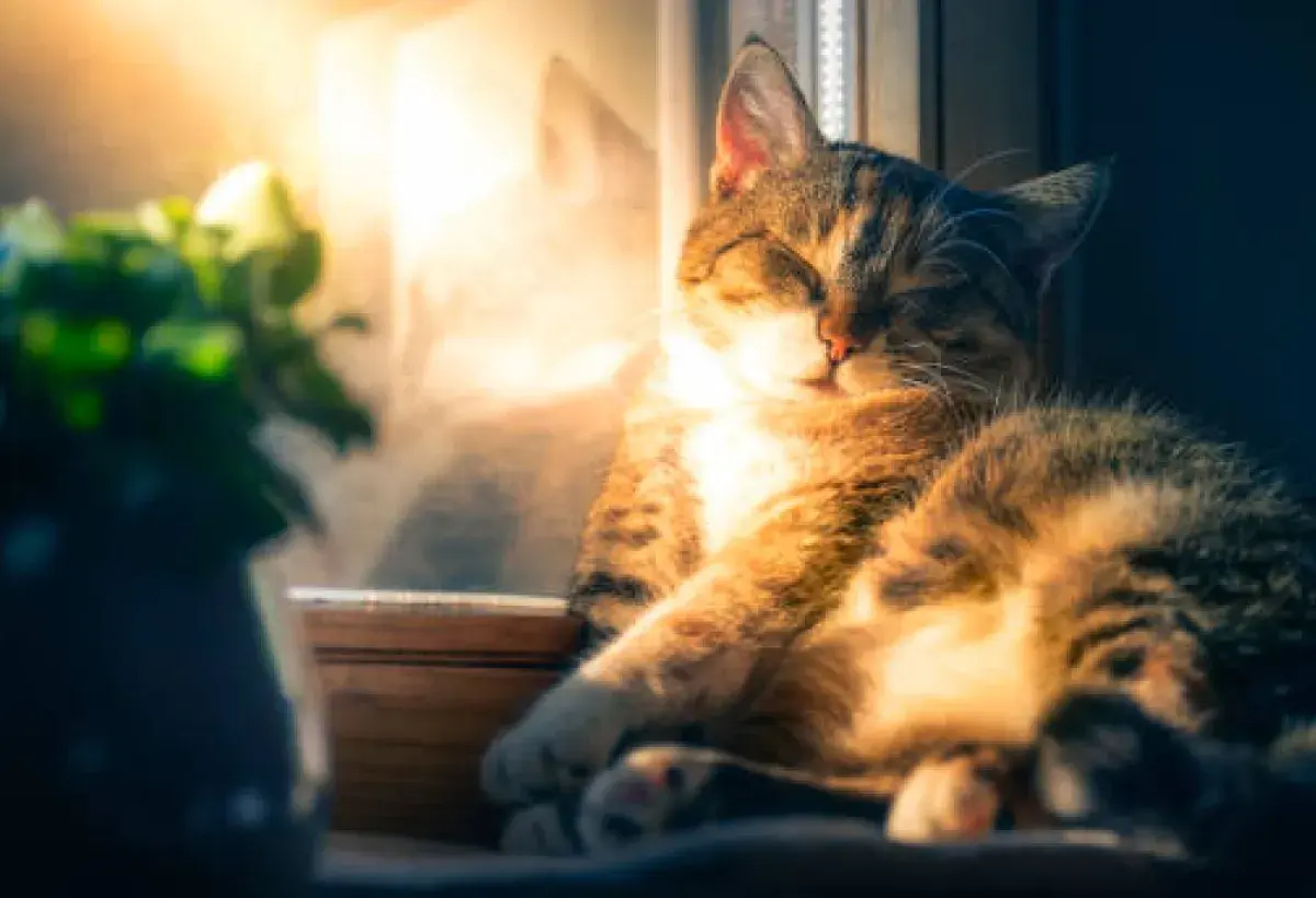 A cat sleeping in a spot with spiritual significance