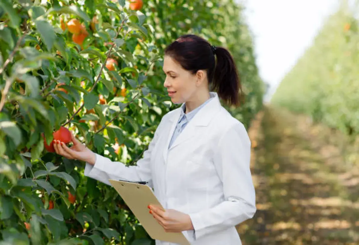 Fruit Scientist Inspecting Apple Orchard