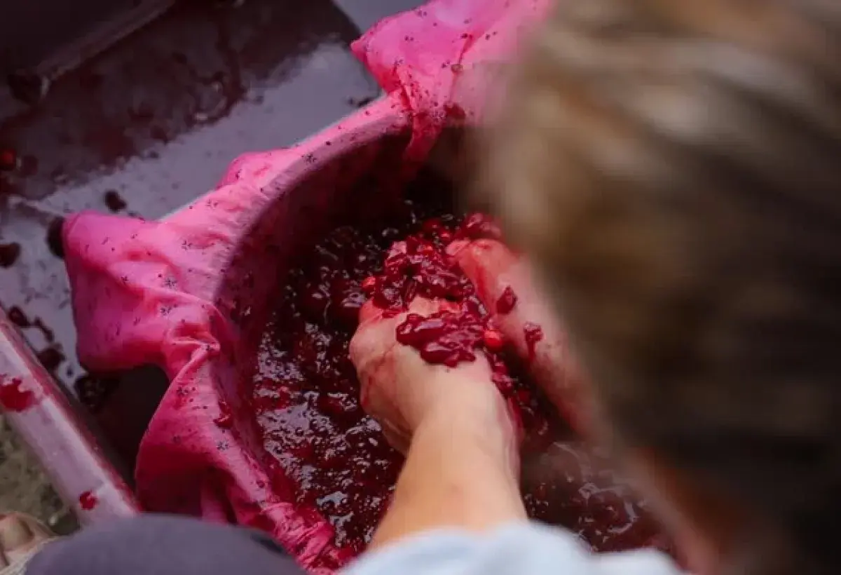 red grape skins releasing juice during pressing