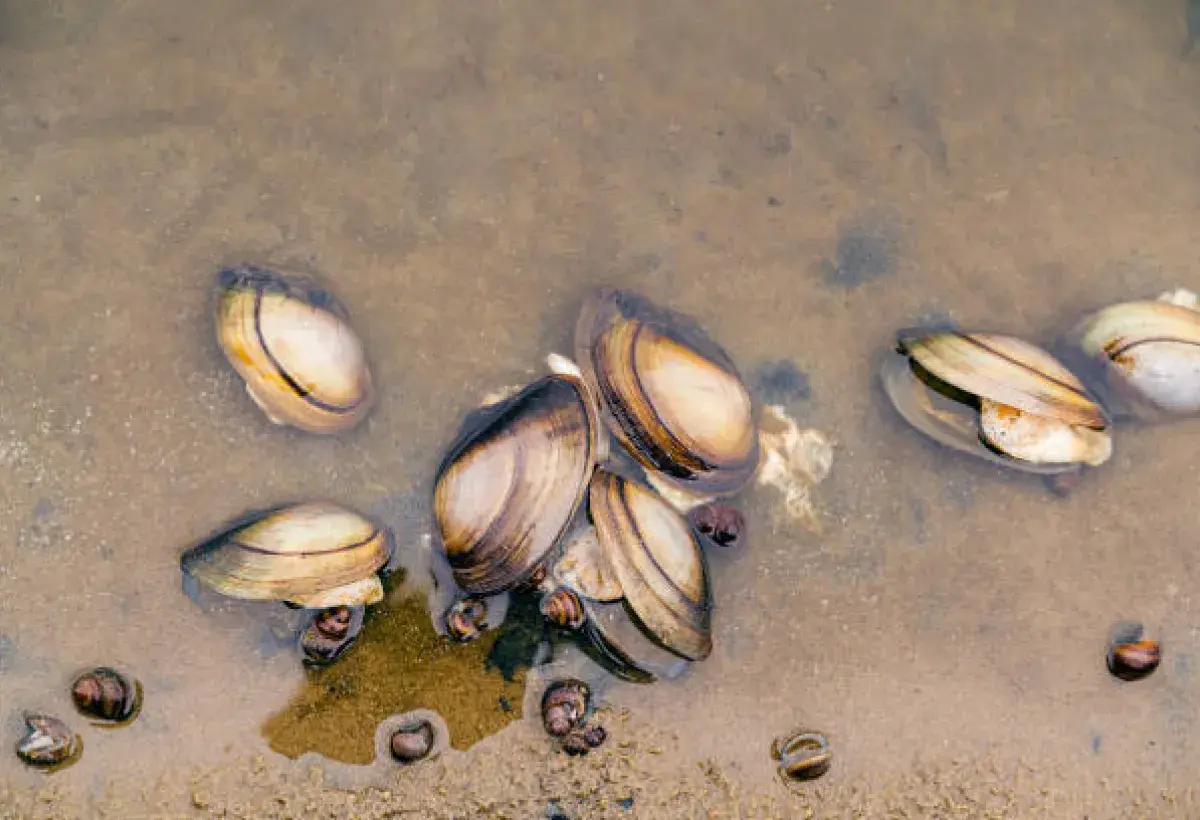 Little neck clams resting in sandy seabed beneath shallow water