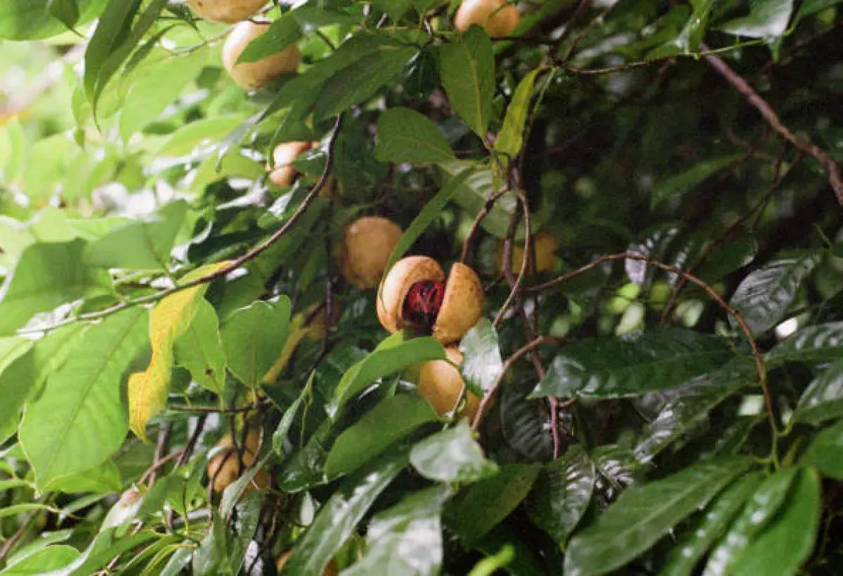 Island of Spice Nutmeg Trees