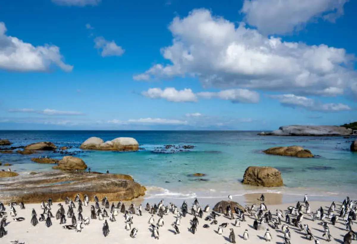  African Penguins at Boulders Beach