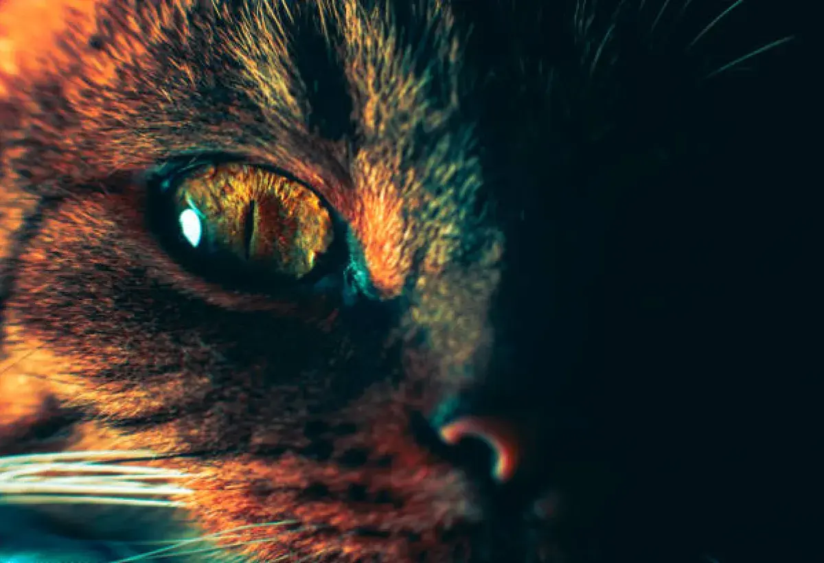 Close-up of a cat’s eyes capturing a sense of magic and mystery