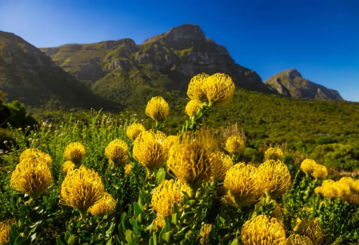 Protea Flowers of Cape Town