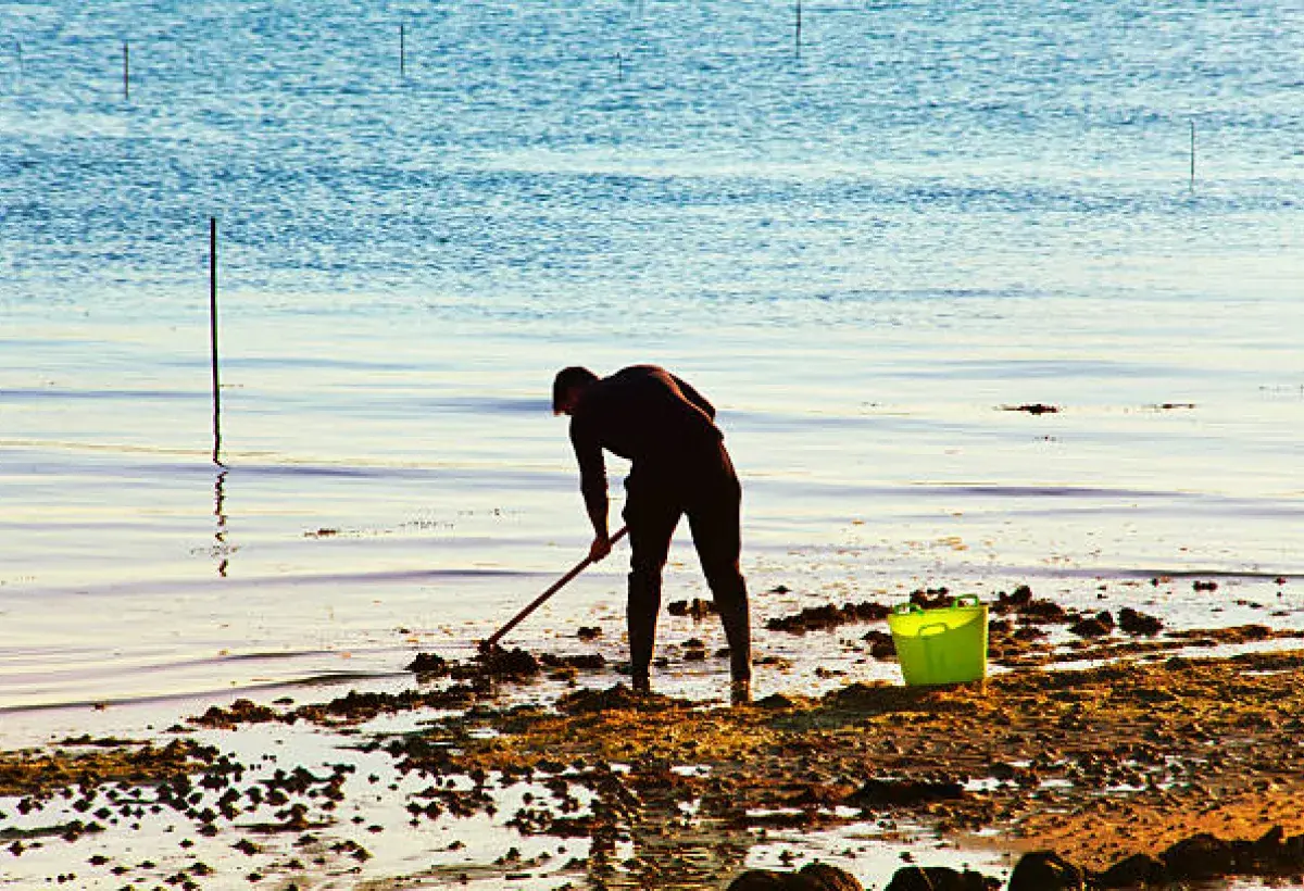 Clam digger harvesting little neck clams using traditional tools