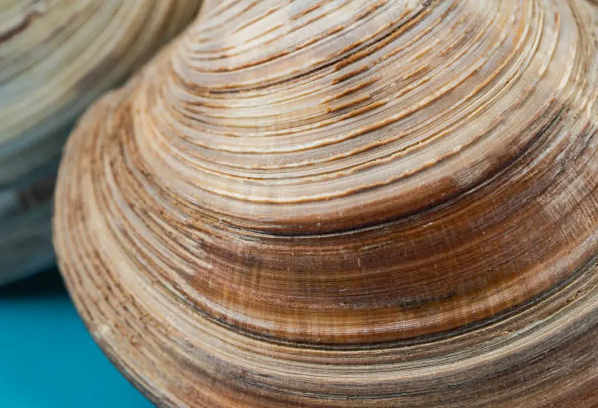 Close-up of shell rings showing the age of a little neck clam
