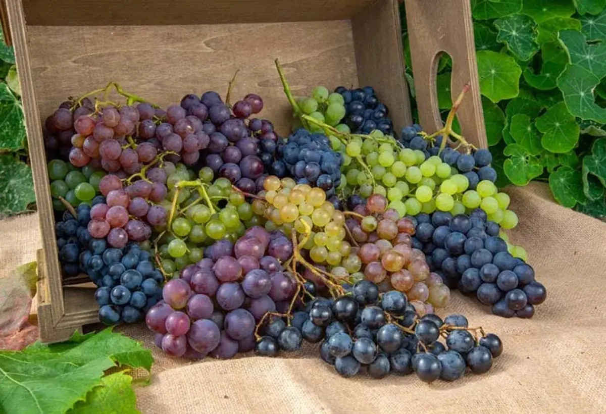 assorted wine grape varieties in natural light