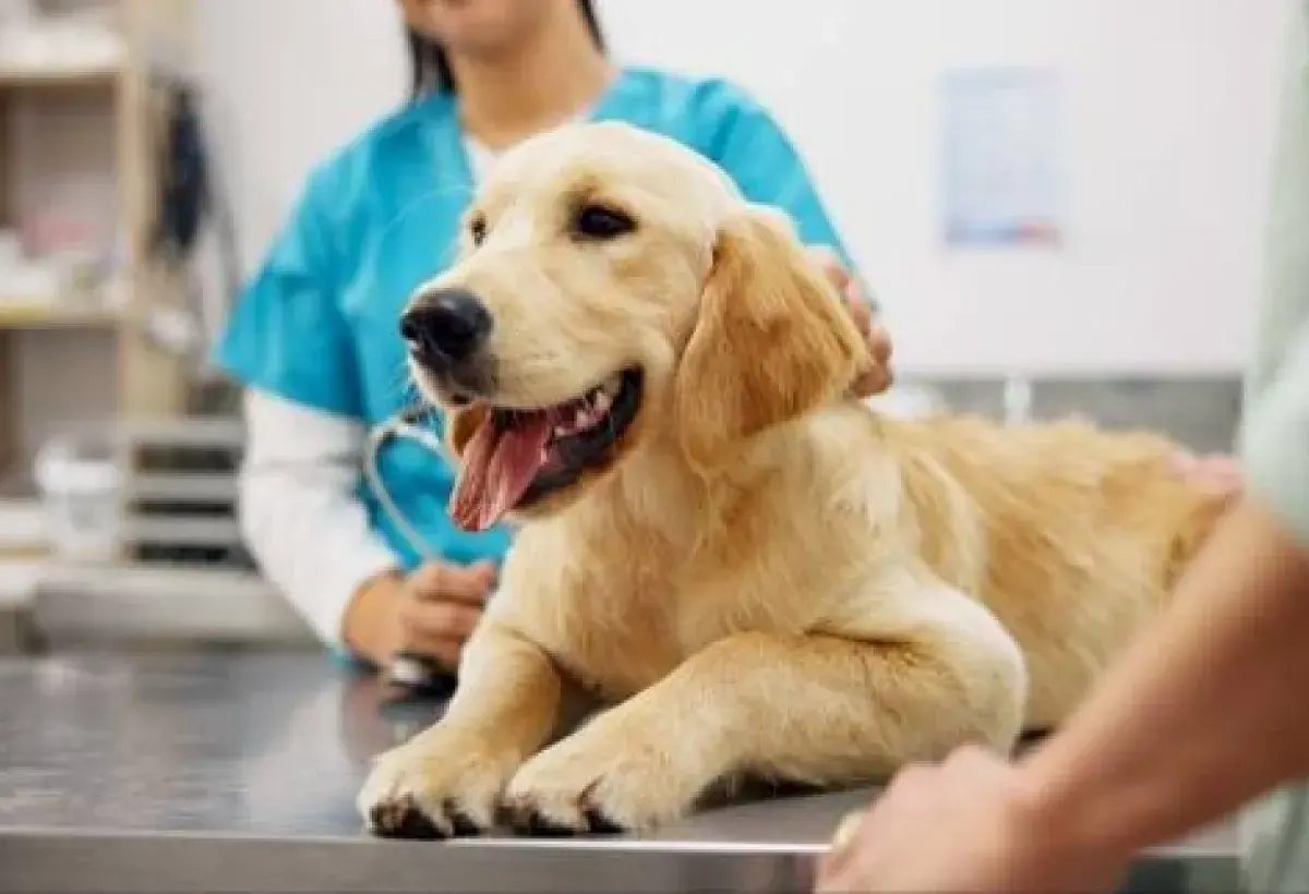 Pet owners exploring insurance options