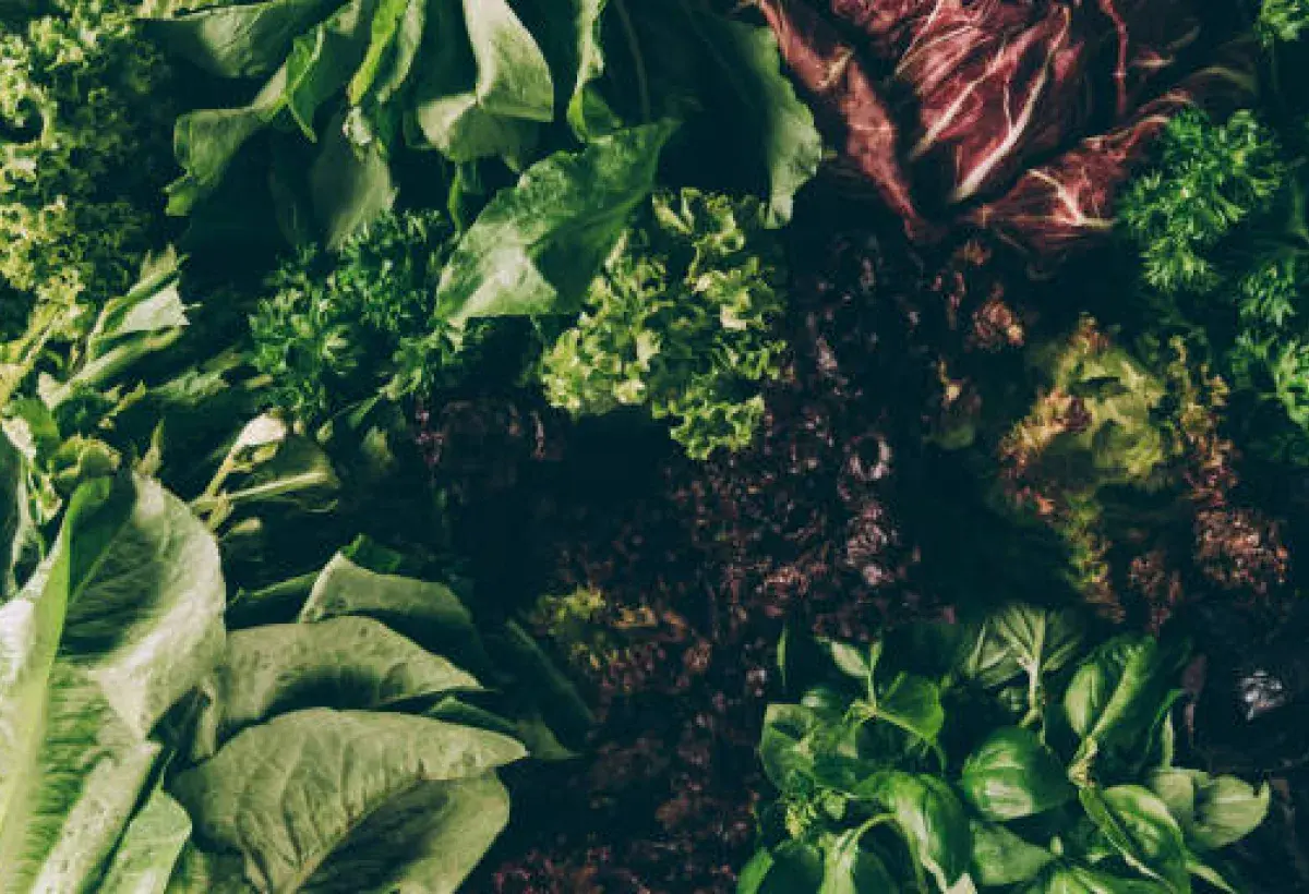 Diverse Lettuce Varieties in Multiple Colors and Textures