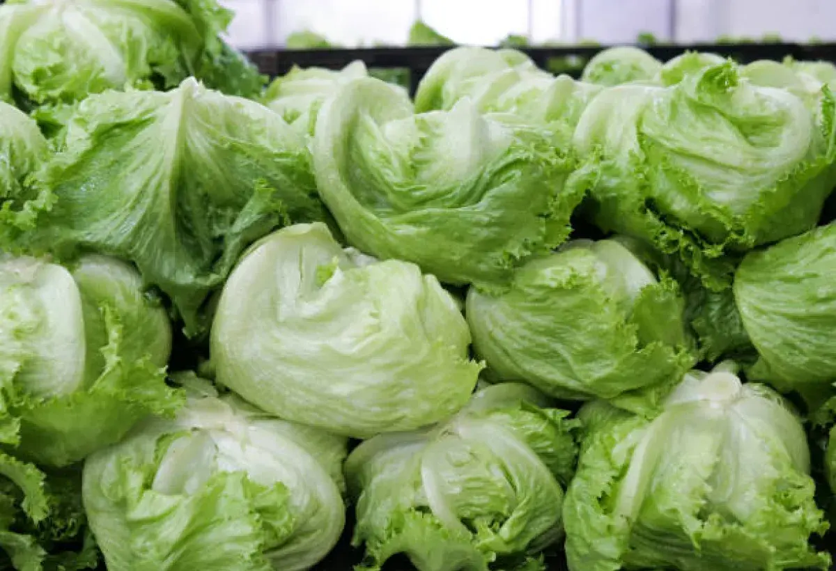 Fresh Iceberg Lettuce Heads