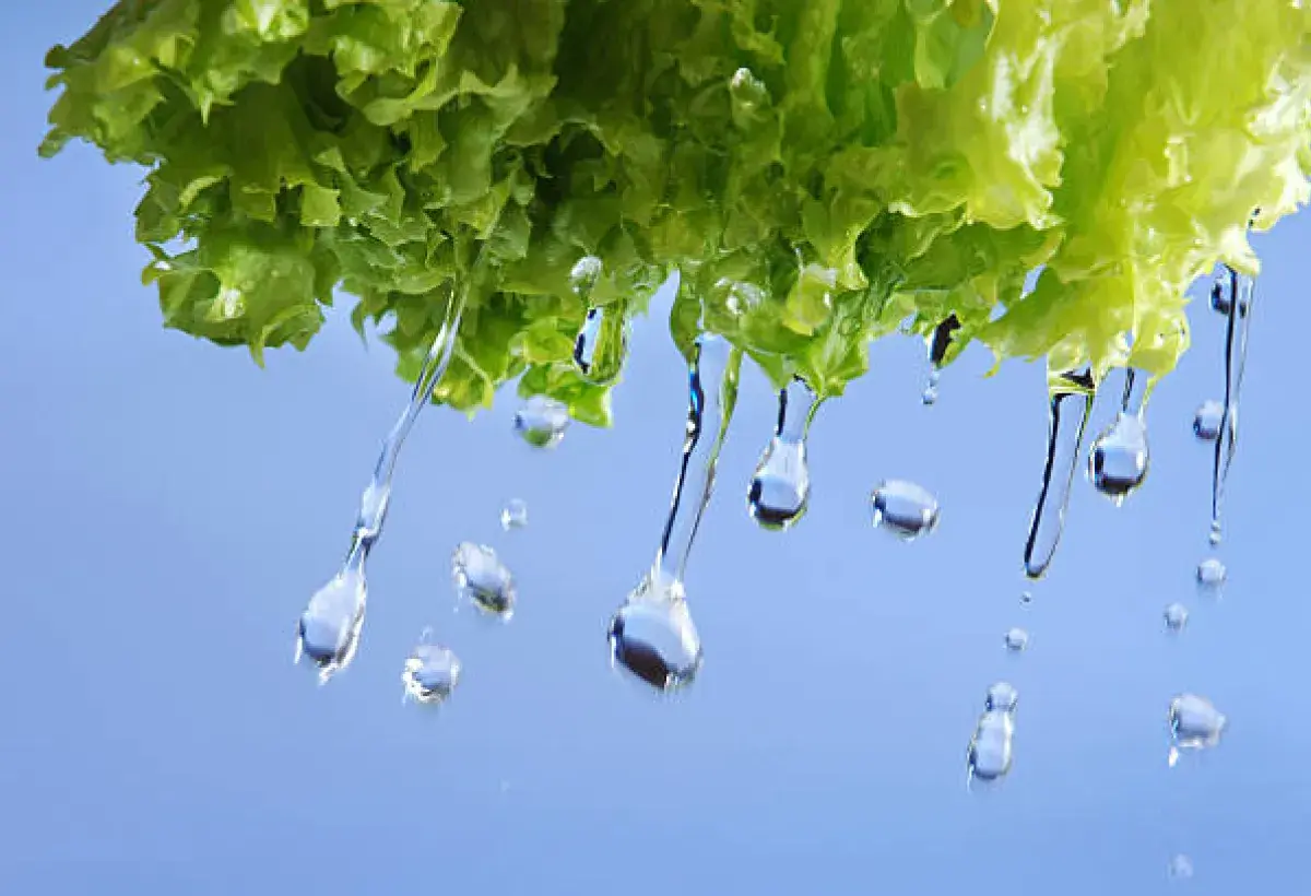 Water Droplets on Crisp Lettuce Leaves
