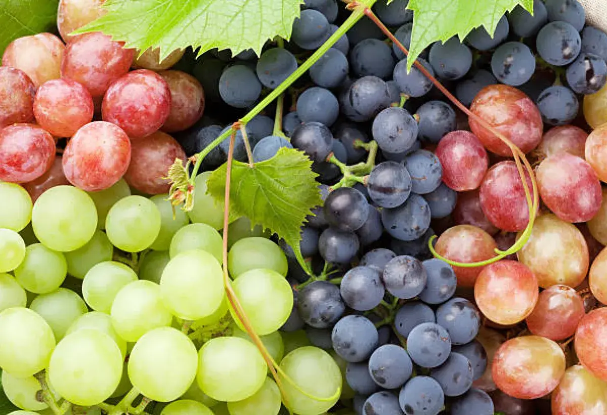 Red and purple grapes supporting memory and brain circulation
