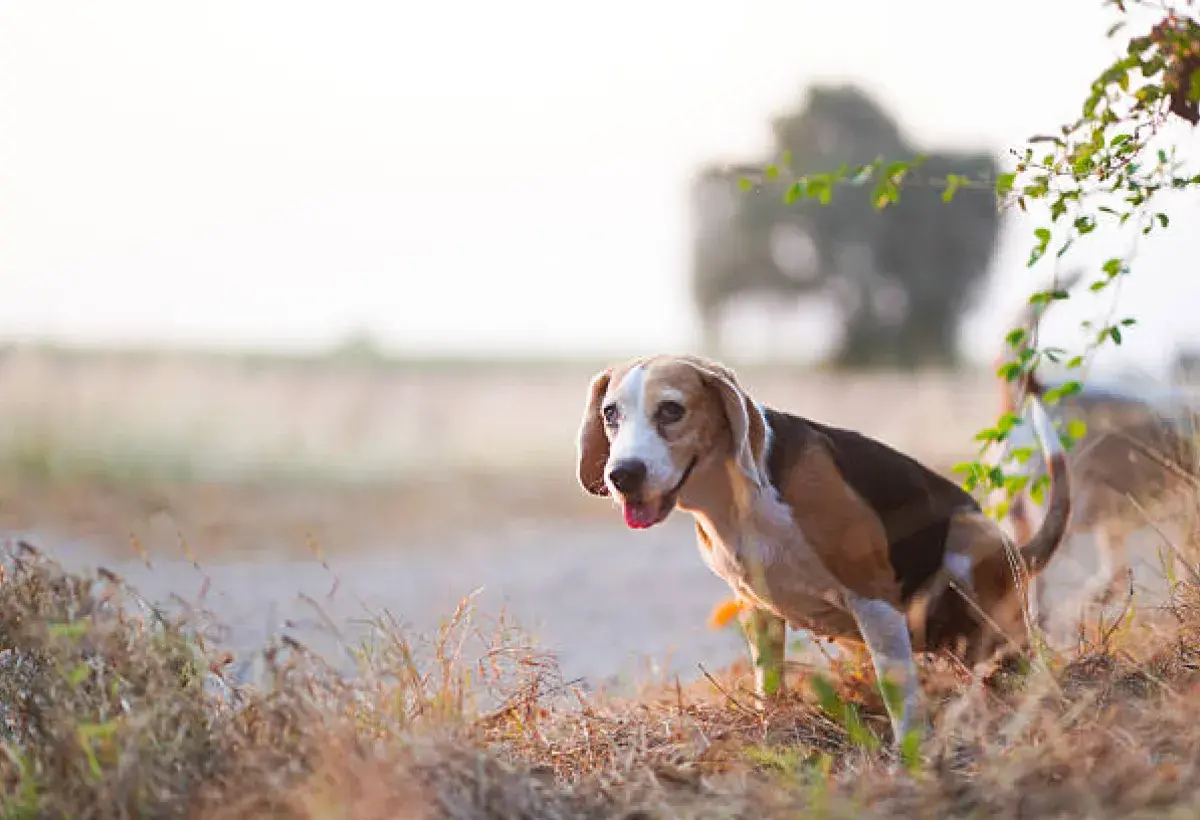 Beagle exploring outdoors with curiosity