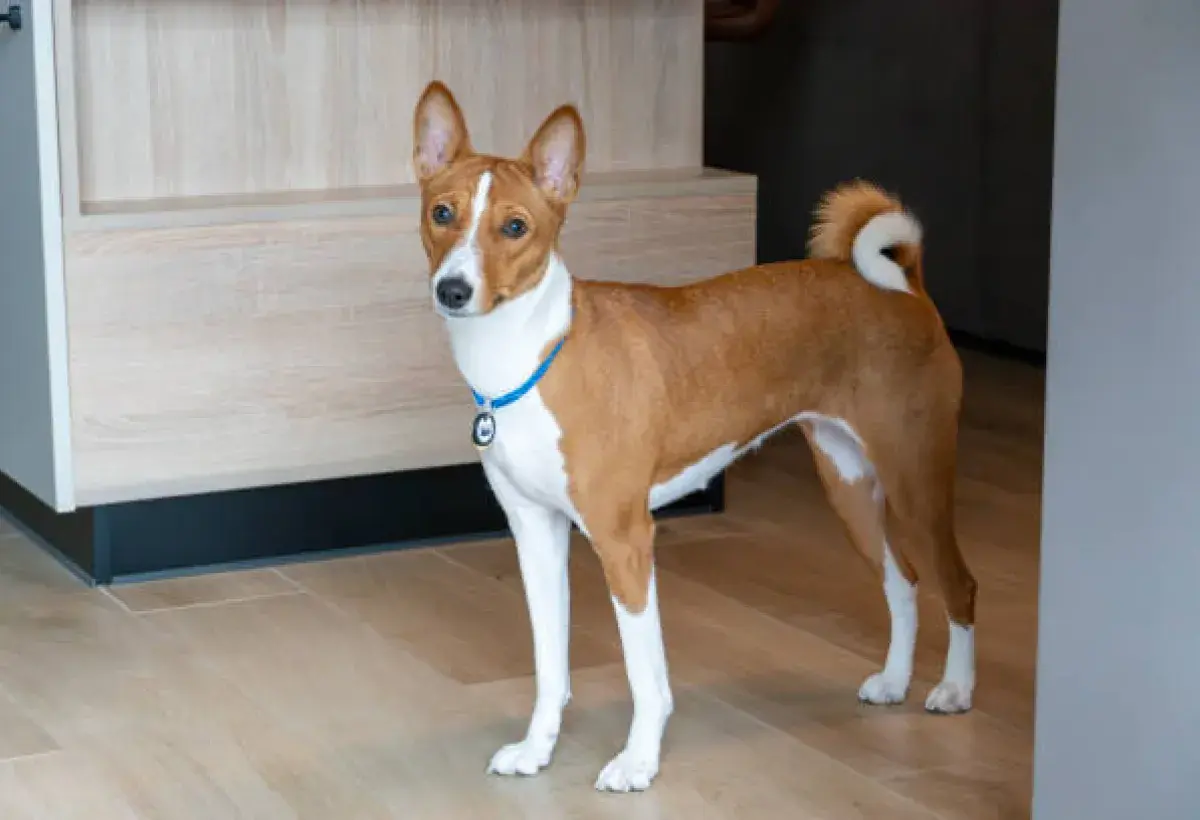 Basenji dog standing alert