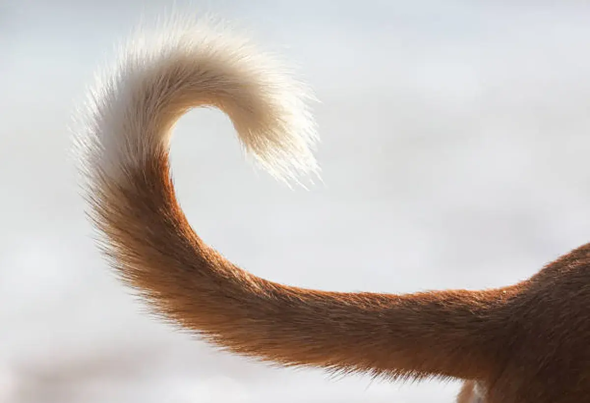 Dog tail wagging in different positions