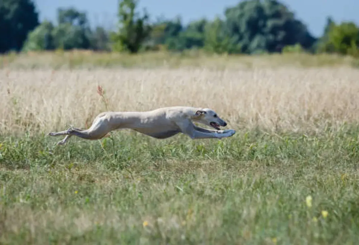 greyhound running at full speed on open field
