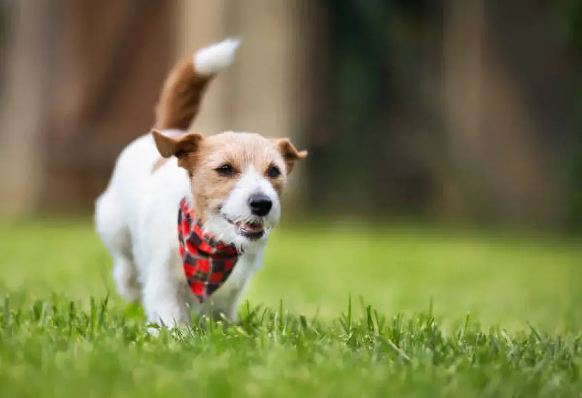 Jack Russell Terrier running energetically in a park