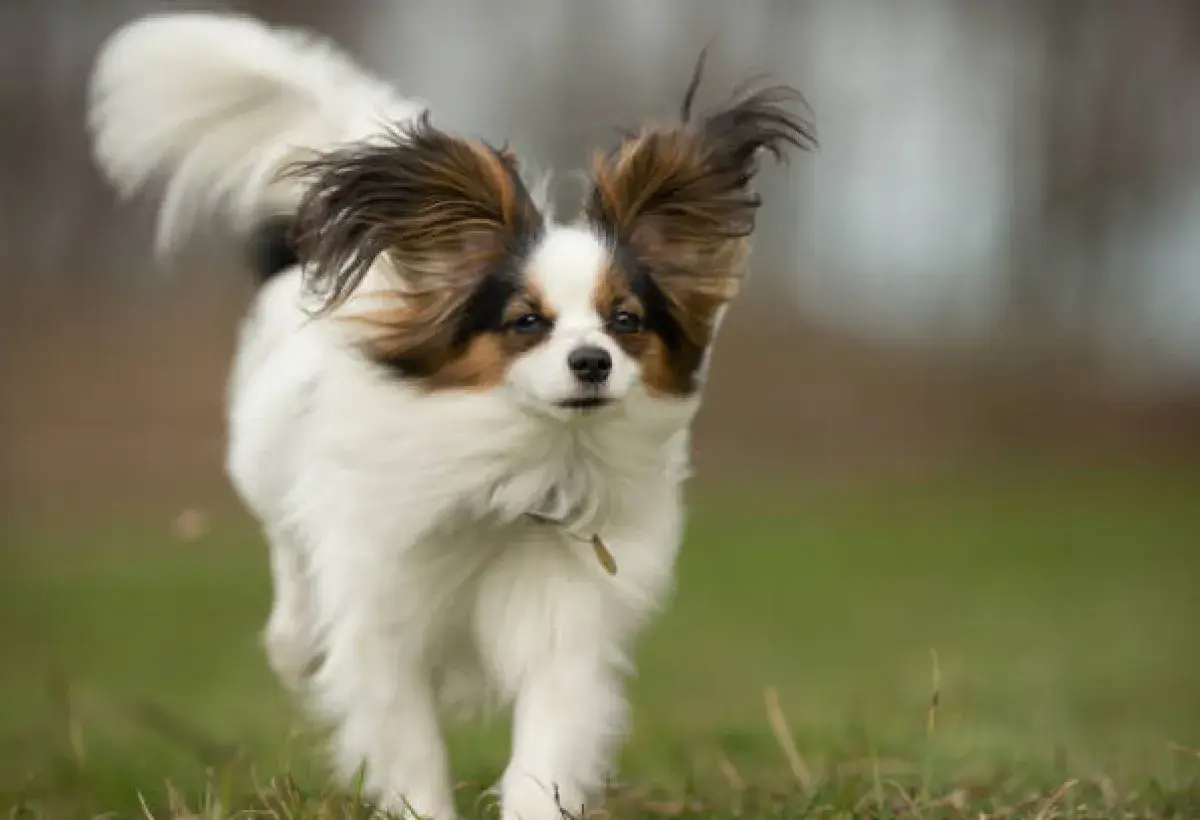 Papillon dog in motion with ears extended