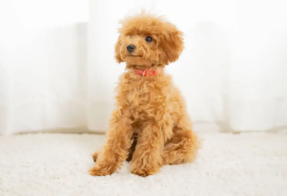Toy Poodle sitting alertly in a bright indoor setting