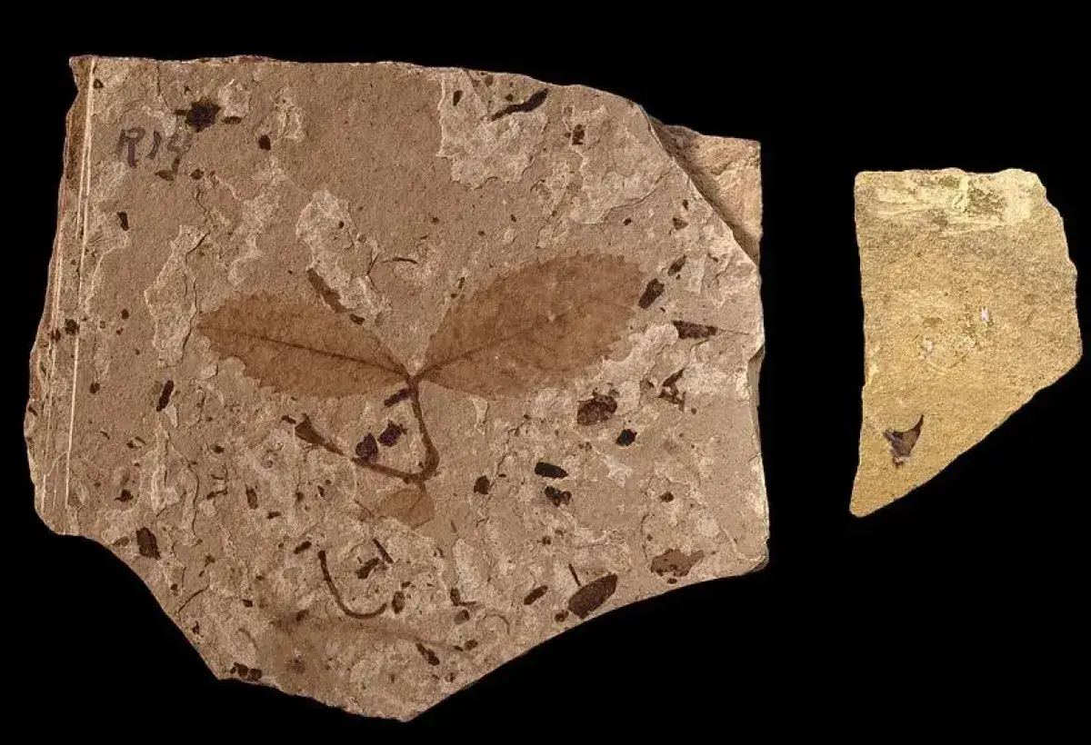 Ancient rose fossil showing early flowering plant structure