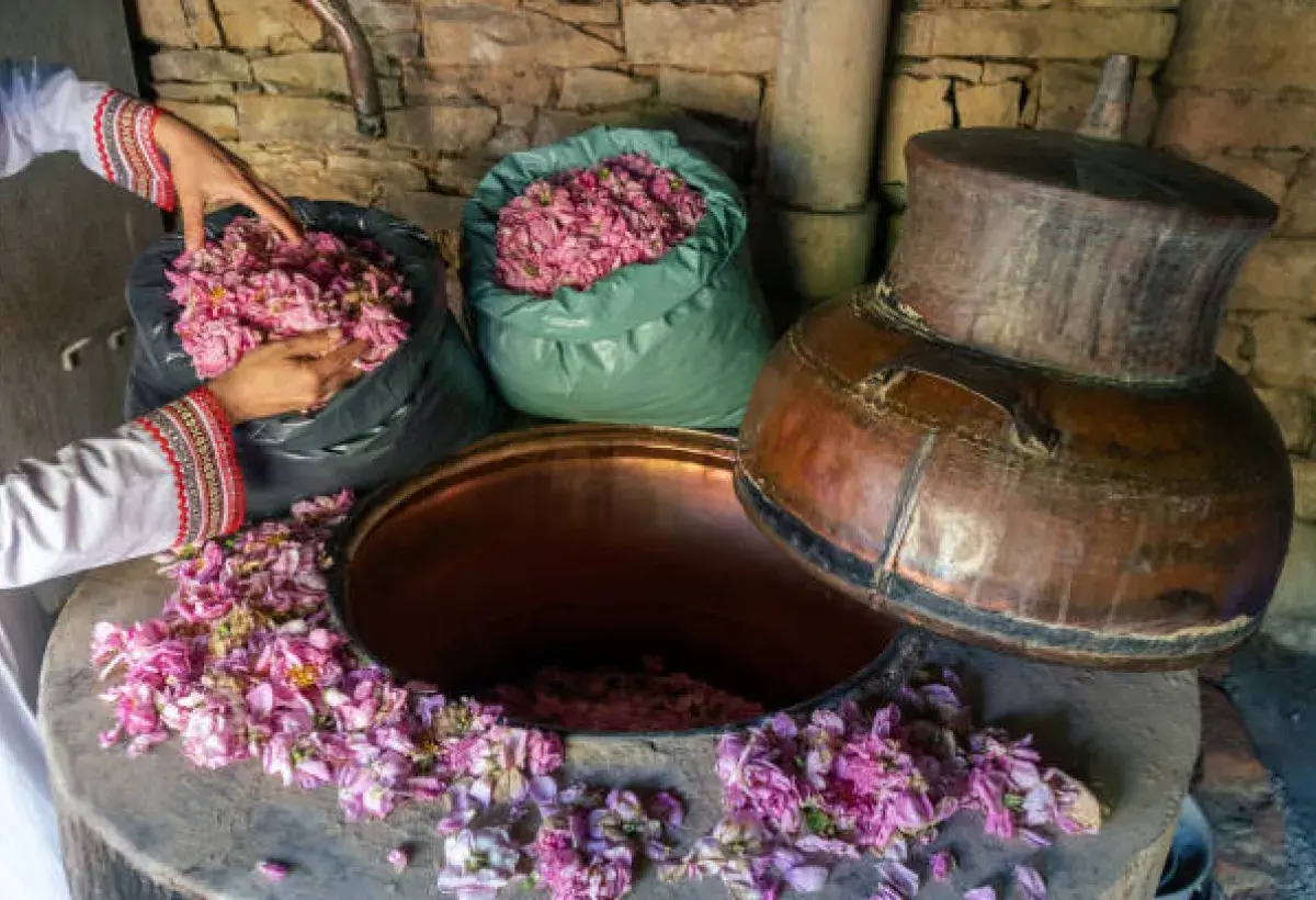 Steam distillation of rose petals for essential oil