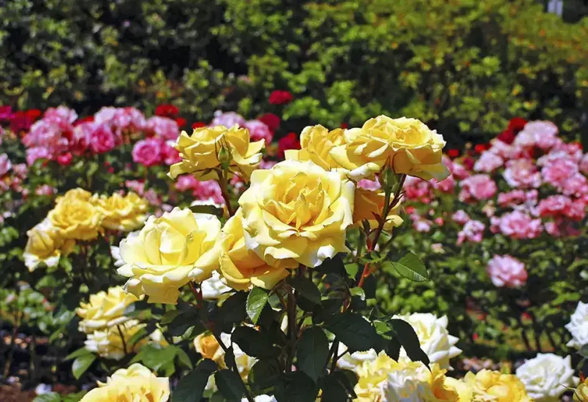 Different rose species displaying diverse colors and forms