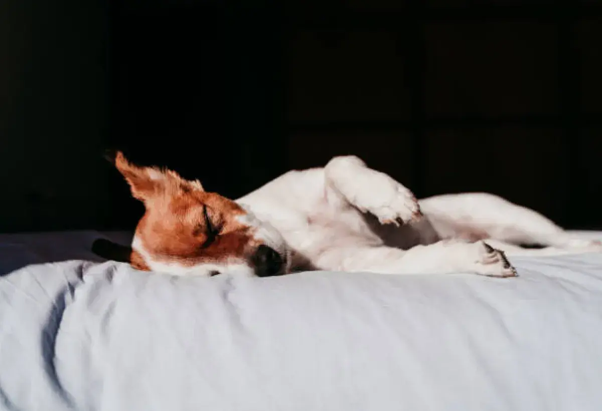 Sleeping dog with relaxed posture on soft bed
