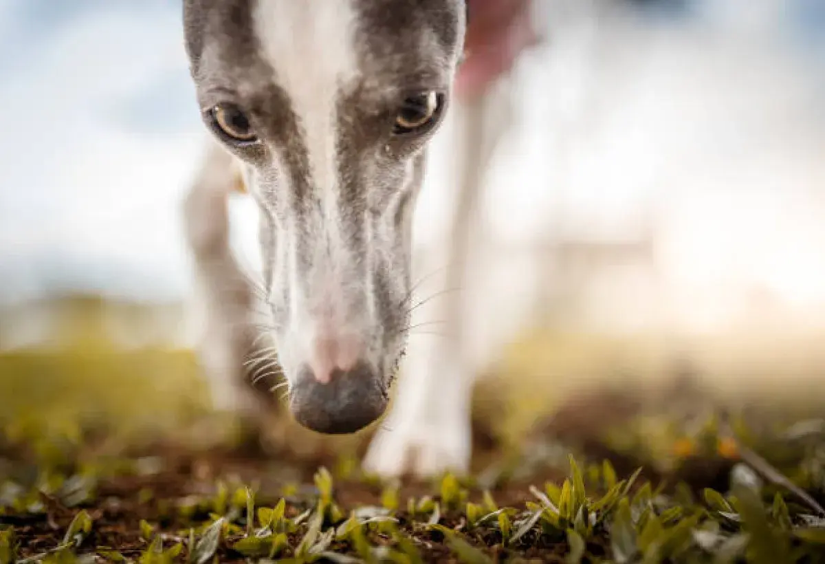 Close up of dog nose sniffing grass