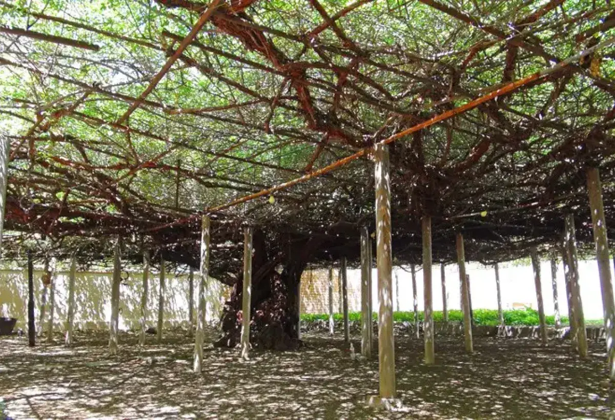Largest rose bush covering thousands of square feet
