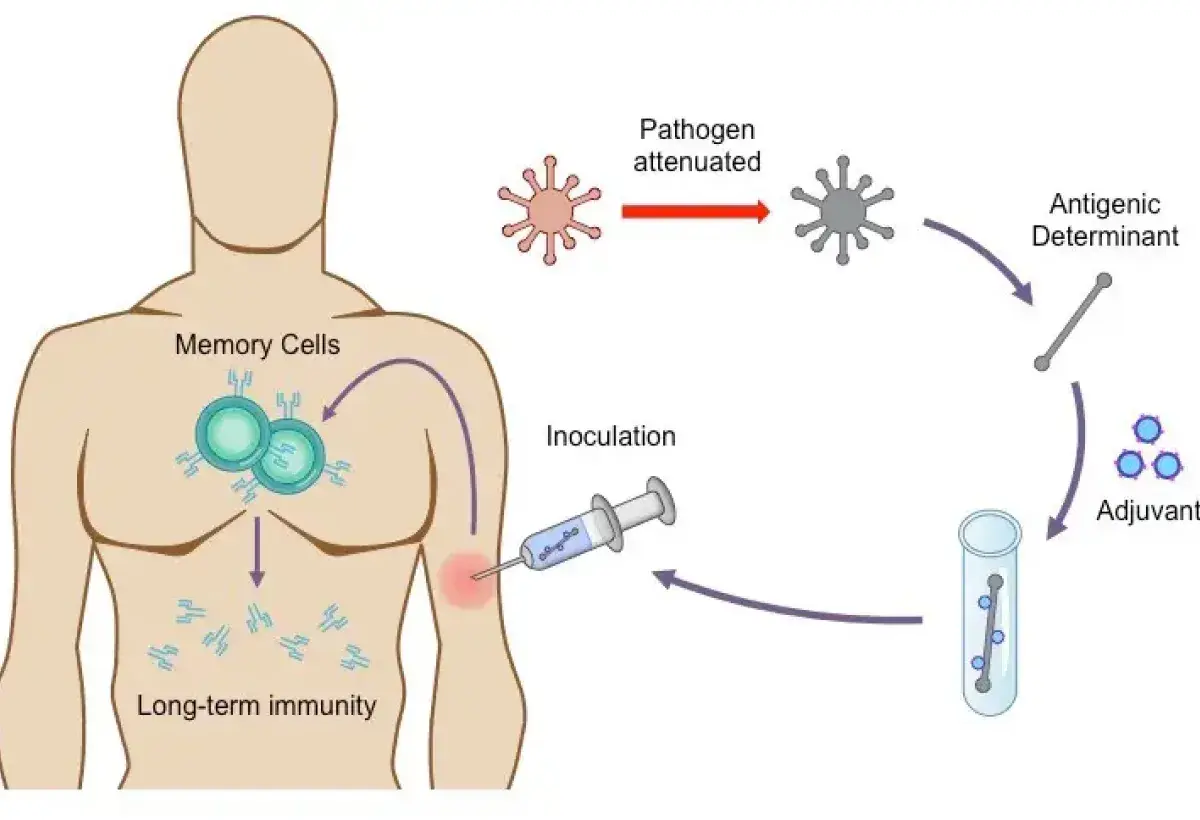 Illustration of immune system response after vaccination