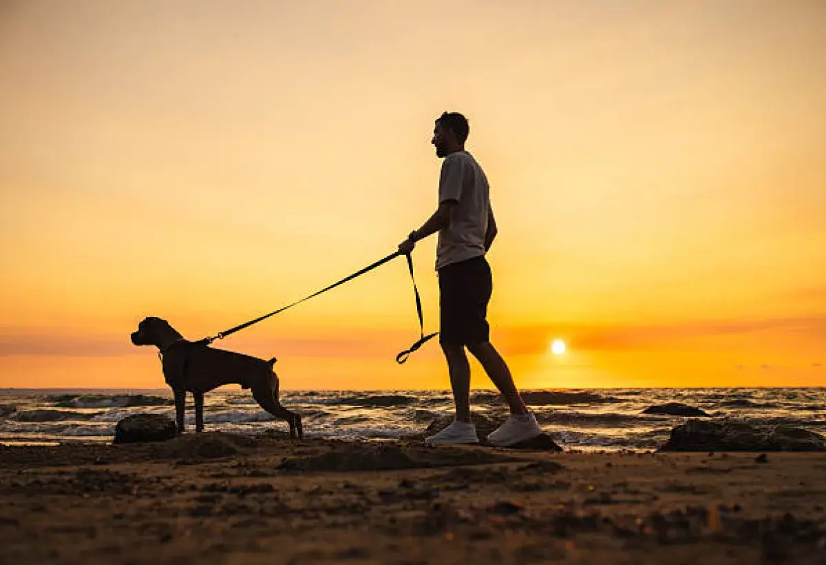 Dog and owner walking together at sunset