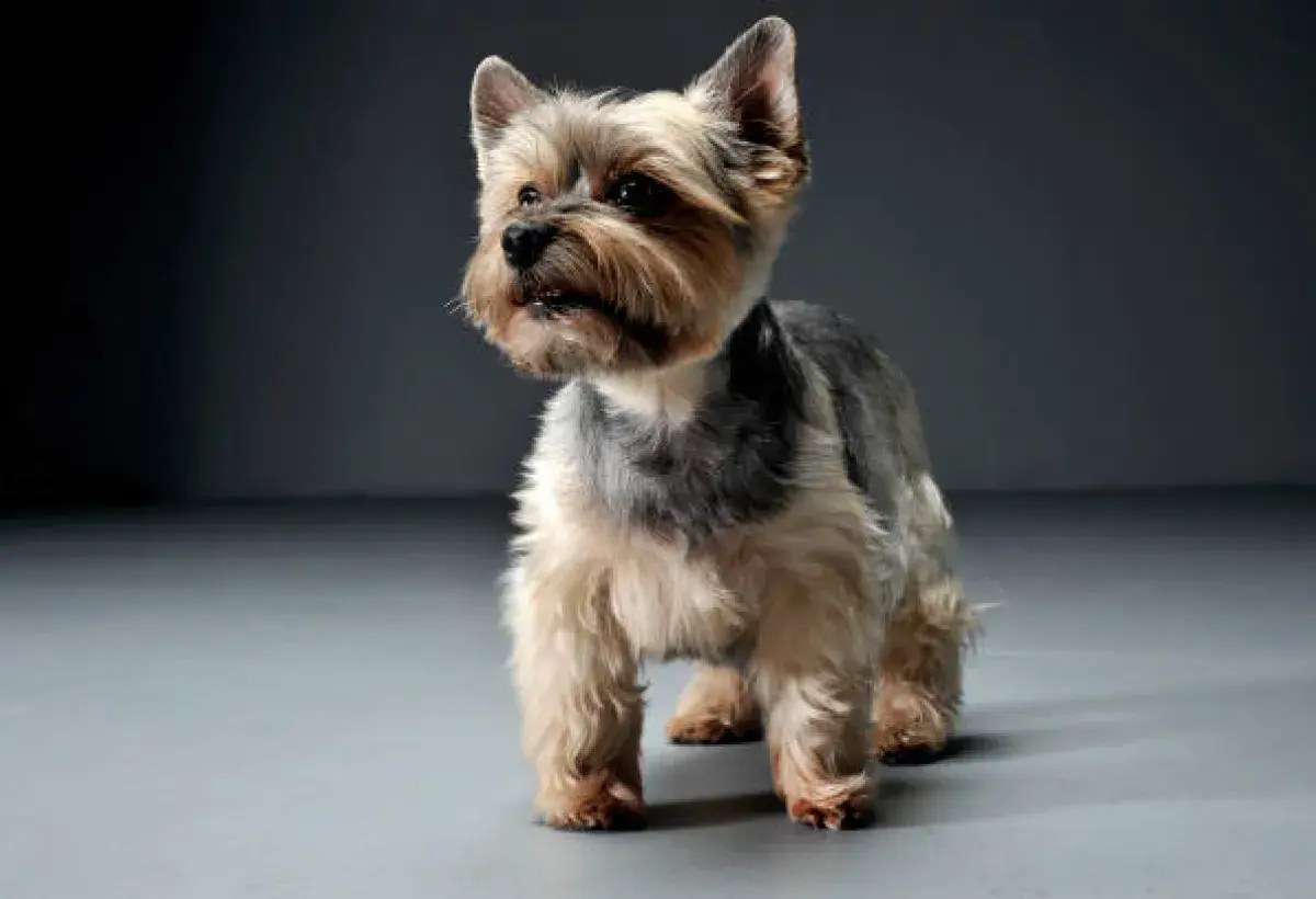Yorkshire Terrier standing proudly indoors