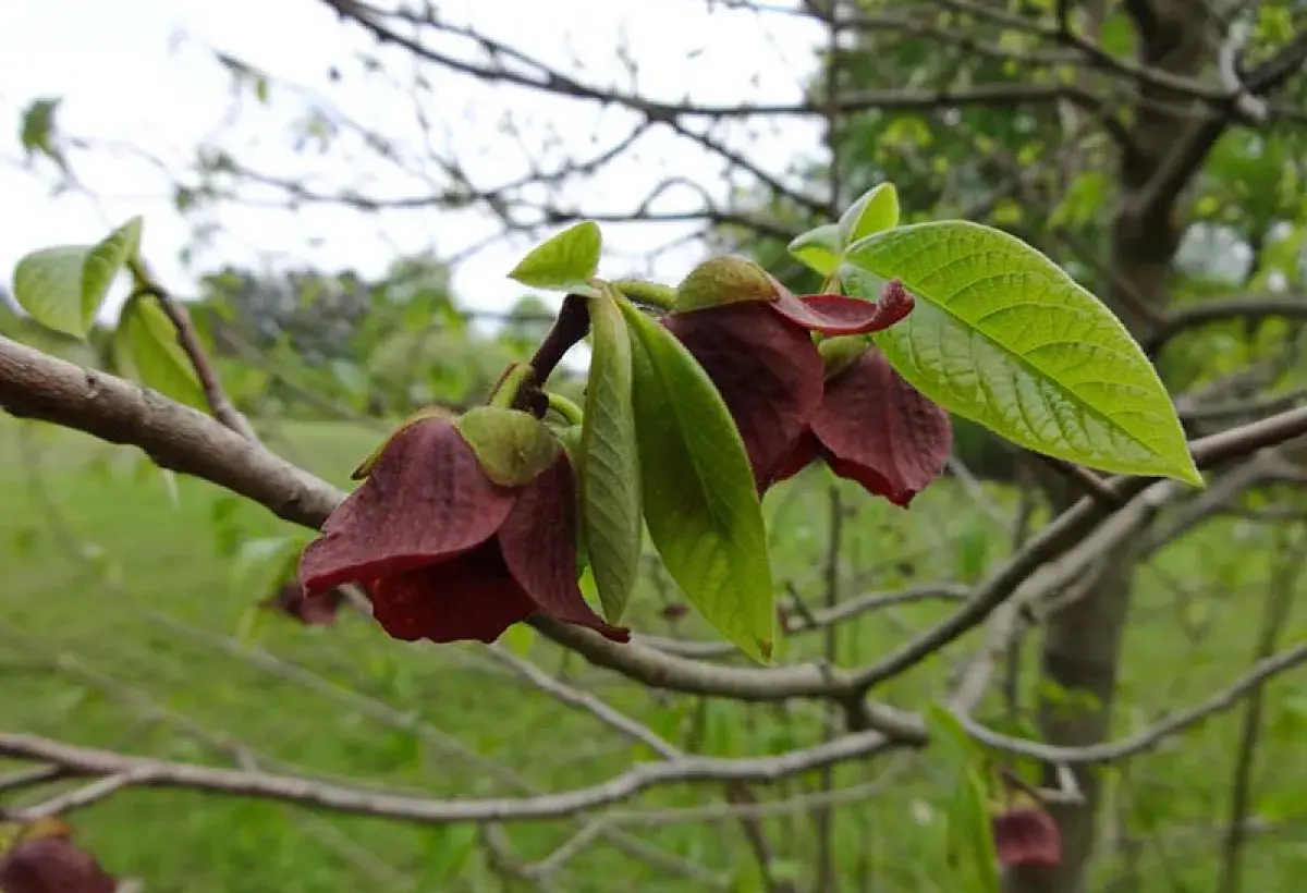 Dark maroon pawpaw flower attracting pollinators
