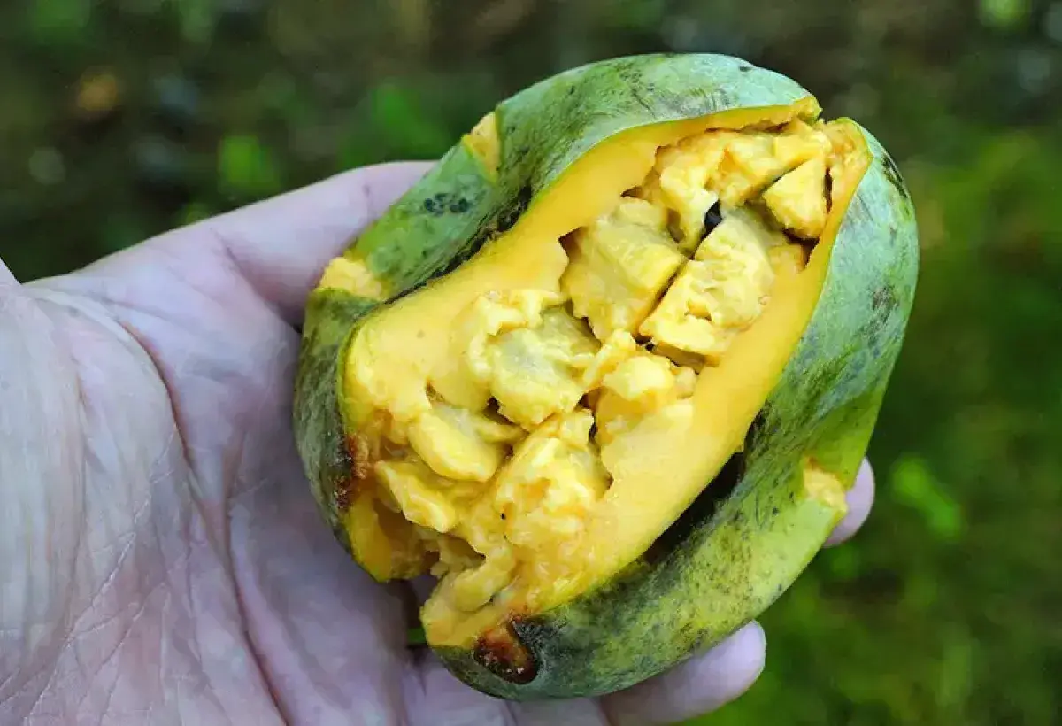 Creamy pawpaw fruit interior with custard like texture