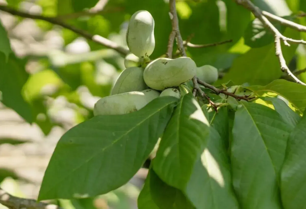 Pawpaw tree bearing fruit in natural habitat