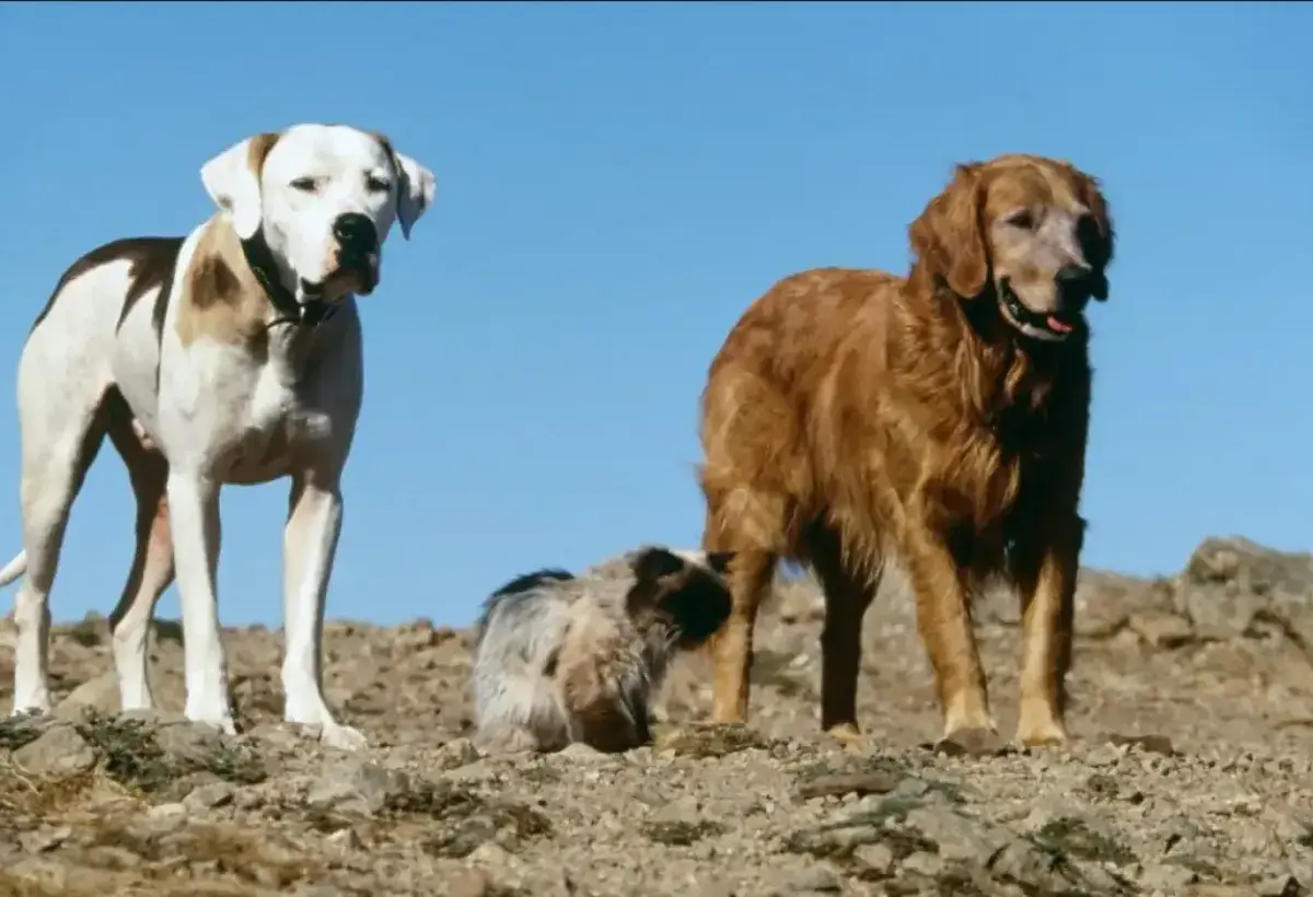 Shadow Chance and Sassy in Homeward Bound