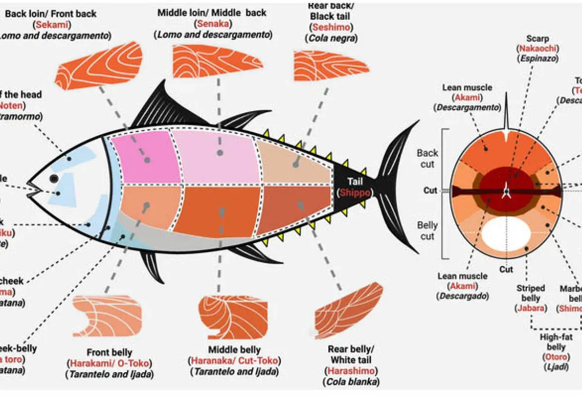 Whole tuna anatomy showing traditional Japanese cuts