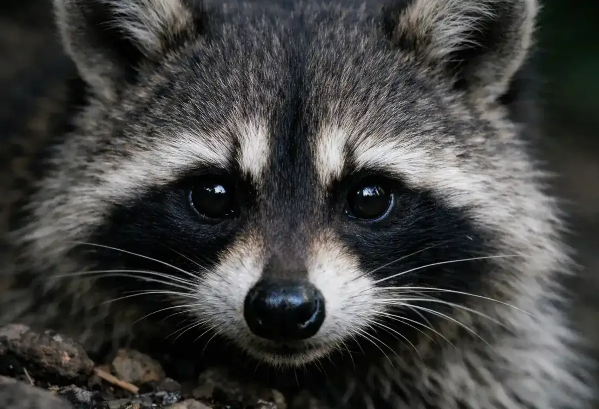 Raccoon face showing distinctive dark eye mask in detail