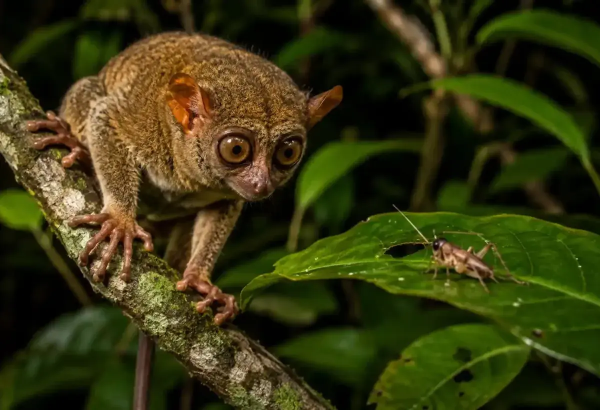 Skilled nocturnal tarsier preparing to hunt