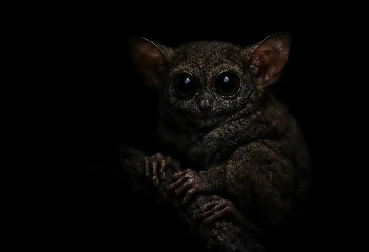 Nocturnal tarsier listening carefully in rainforest silence