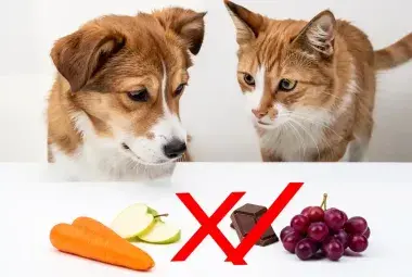 Dog looking at safe treats next to red X over chocolate and grapes